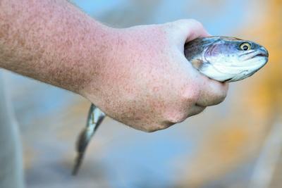 Trout (copy)