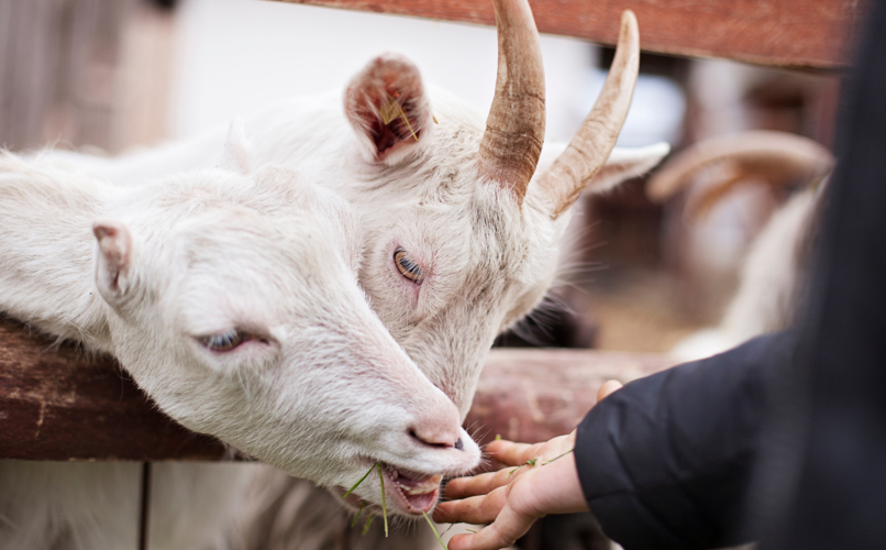 feeding goats