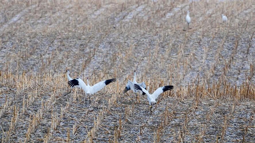 Cranes
