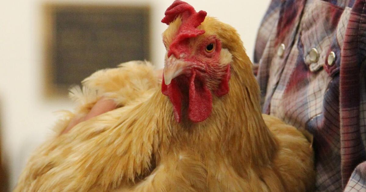 Chicken