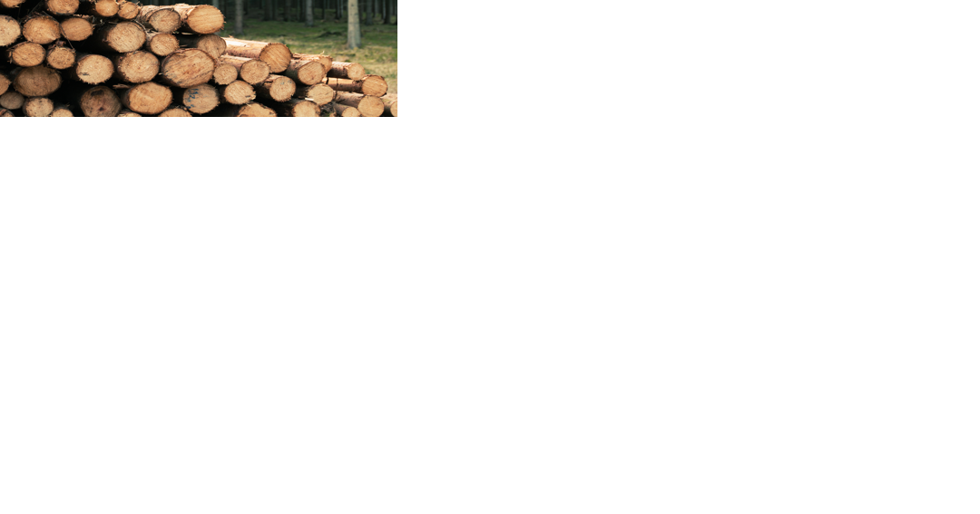 Spearfish's 'urban wood utilization program' begins Jan. 8 - Vimarsana News