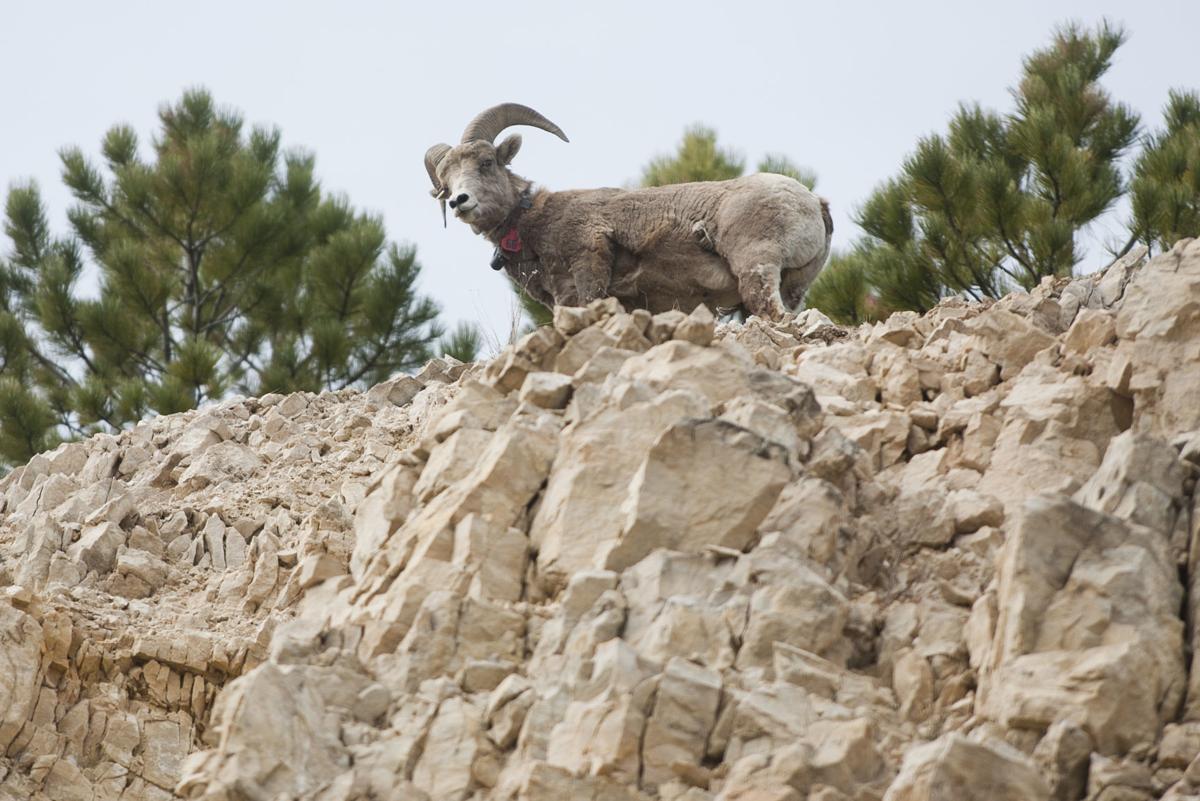 Nebraska Big Horn Sheep: A Full-Curl For One Lucky Girl - Petersen's Hunting, image size:1200x801
