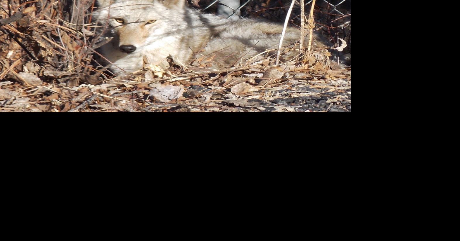 North Dakota coyote catalog connects landowners, hunters