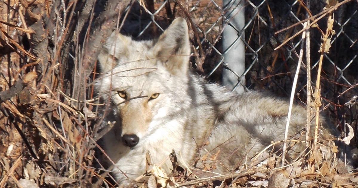 North Dakota coyote catalog connects landowners, hunters