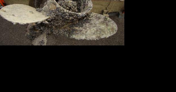 South Dakota Game, Fish and Parks creates zebra mussel team - Vimarsana News