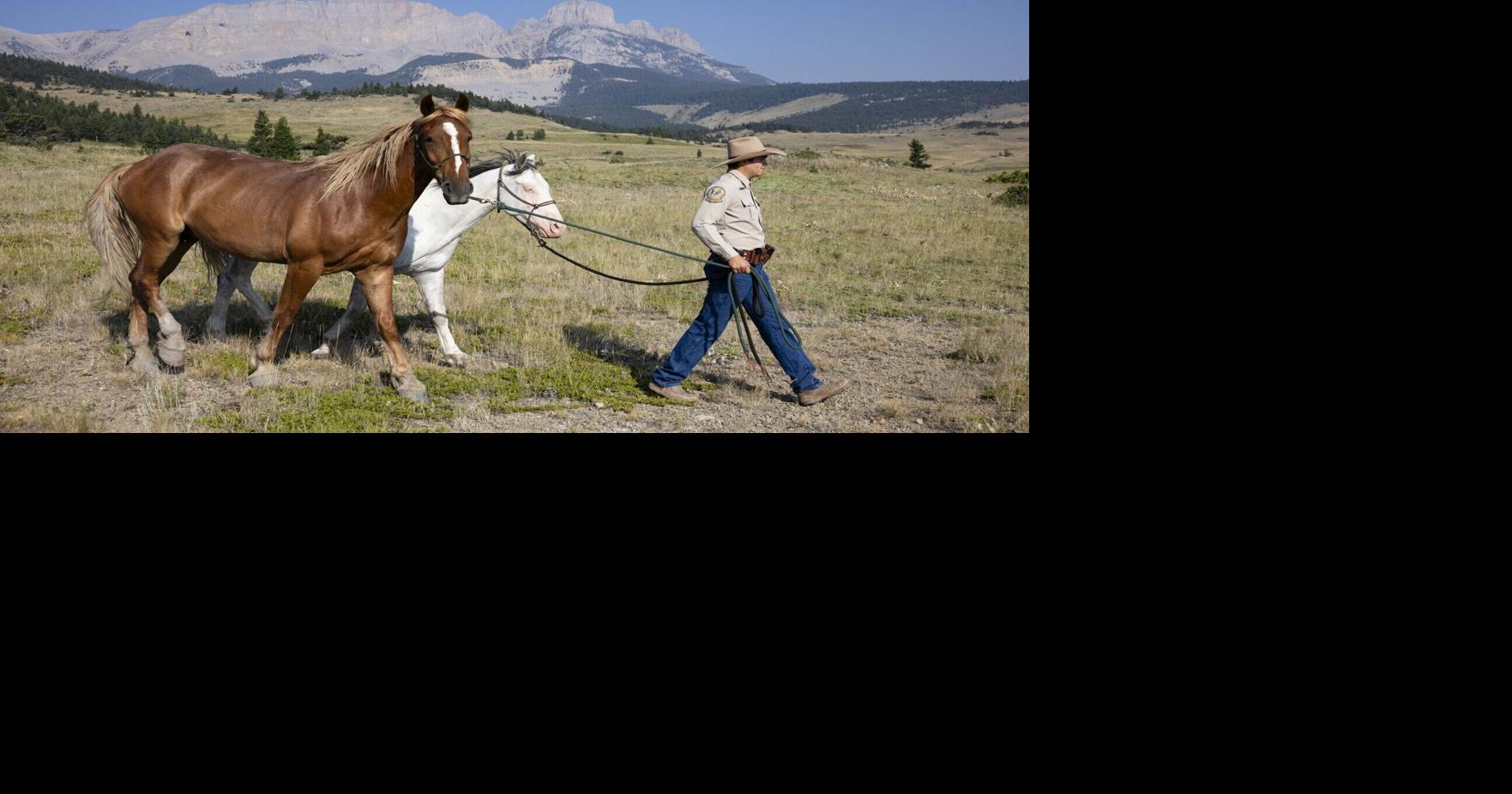 Wild horses, wild places: Montana FWP using mustangs for backcountry enforcement work