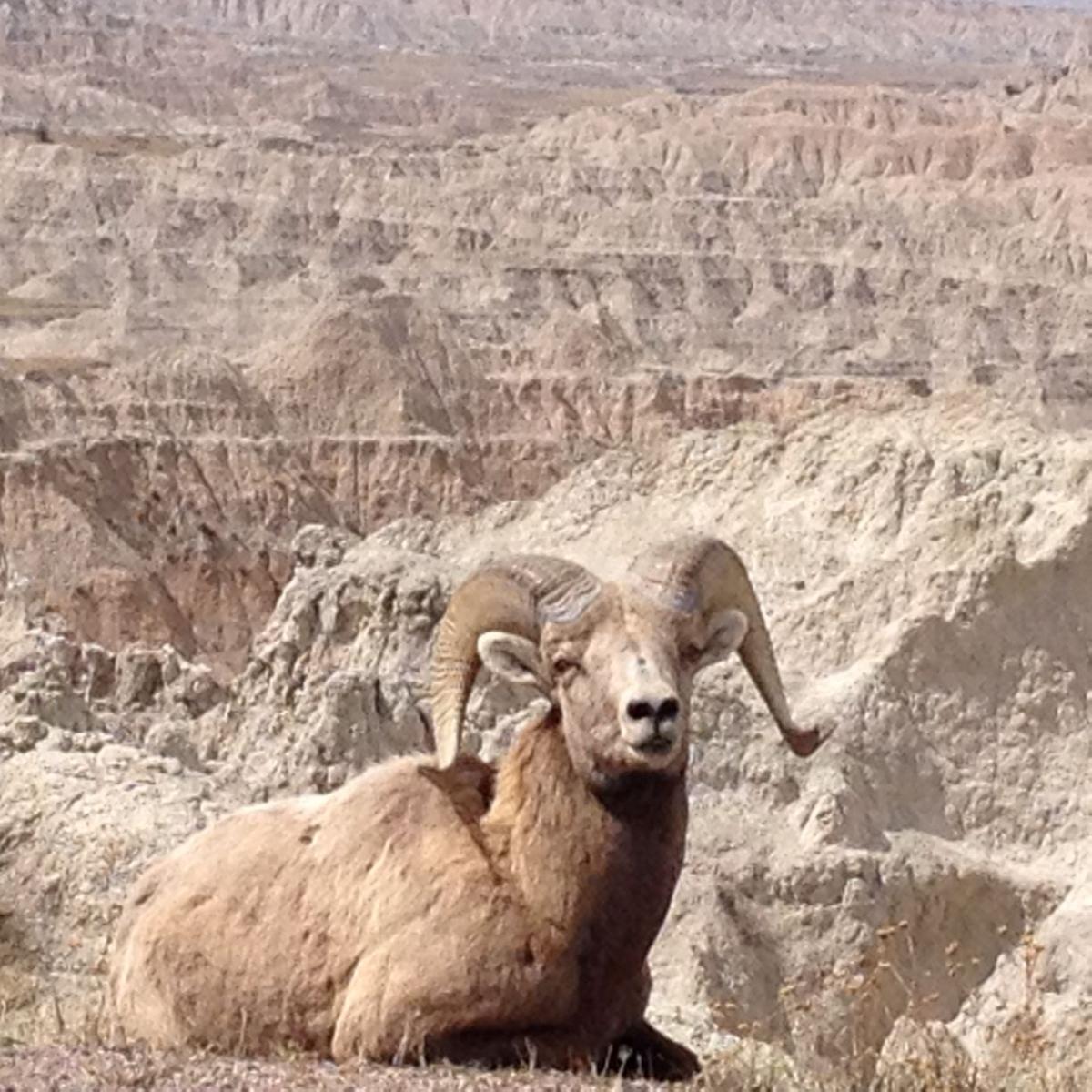 Outdoor notes: Hunters successful in Nebraska bighorn harvest - PANHANDLE -  NEWS CHANNEL NEBRASKA, image size:1200x1200