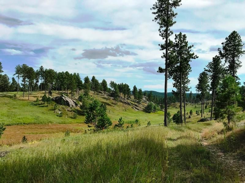 National forest land offered for sale near Custer