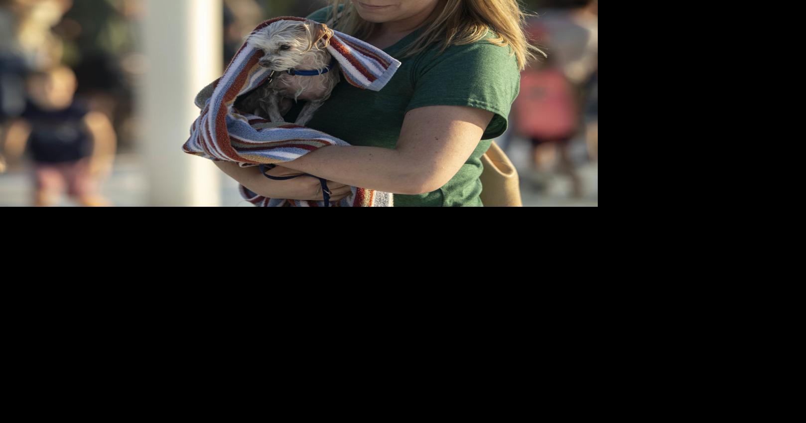 PHOTOS and VIDEO Annual Wags and Waves fundraiser is back with a splash