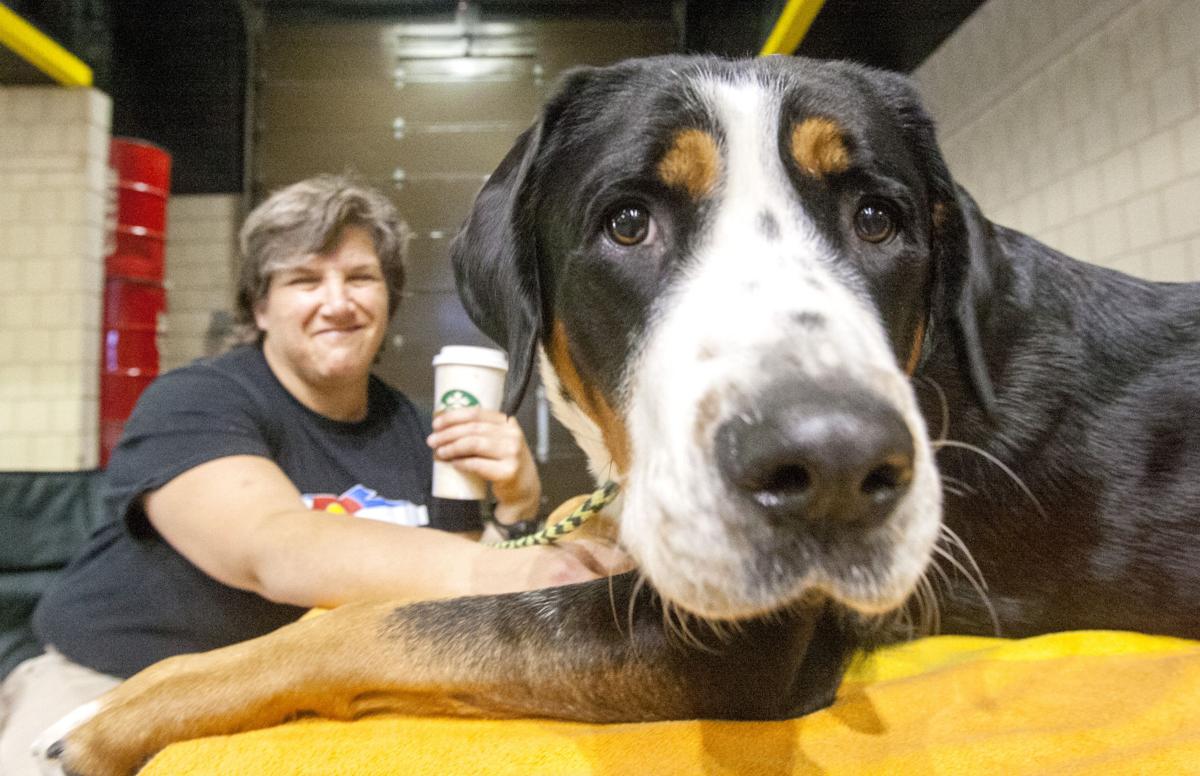 Arena Print Dog Shows Arena Print Dog Shows