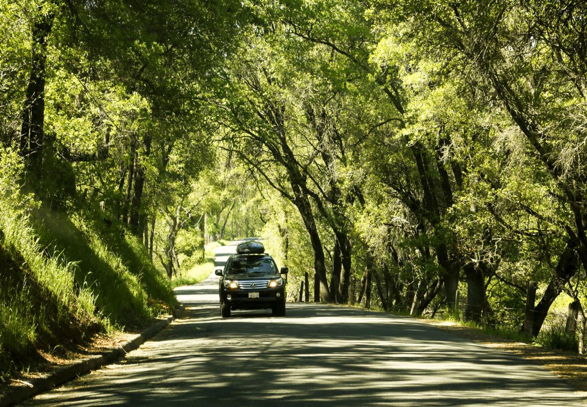 Six Mile Road in the heart of Gold Country provides a scenic drive through a canopy of trees in the town of Murphys, Calif., on May 2, 2017. In the time of coronavirus, more people are looking at car trips as opposed to flying.