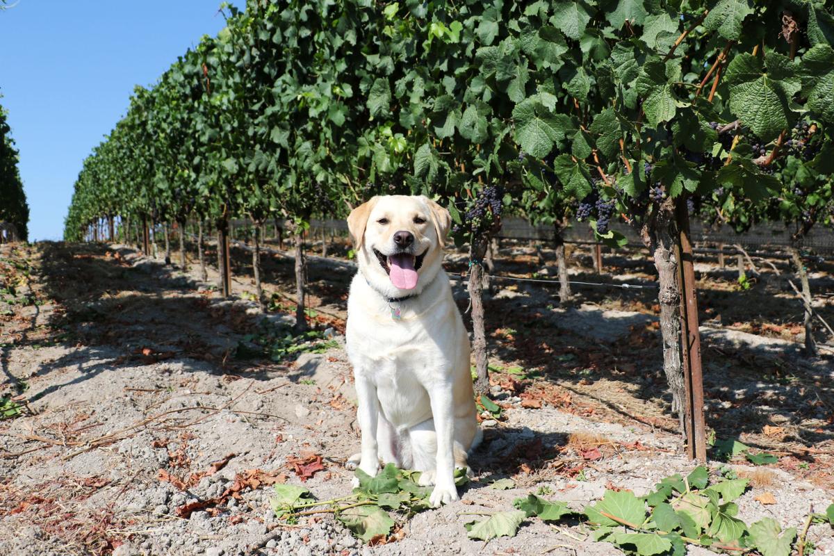 Cheers to Dog Friendly Wineries! (image)