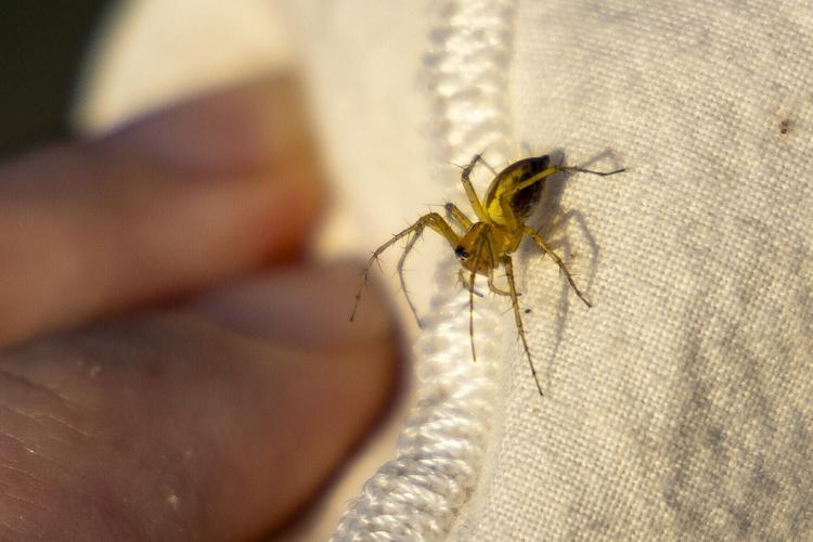 American Arachnological Society