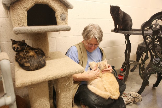 Rapid City shelter sees spike in animal intake | News ...