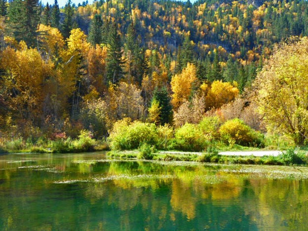 Fall Colors peaking in Black Hills National Forest