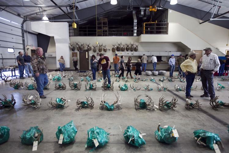 Antler auction brings out businessmen