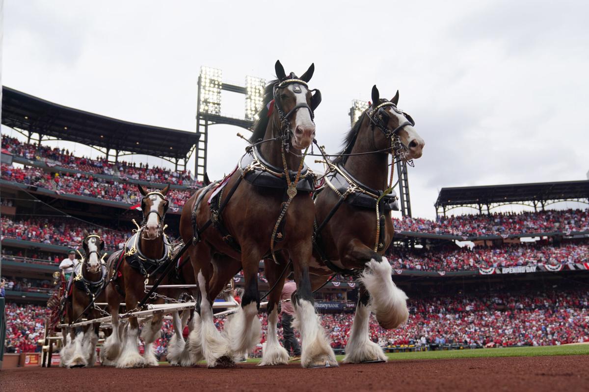 No beer man and other COVID-related changes at Busch Stadium this season