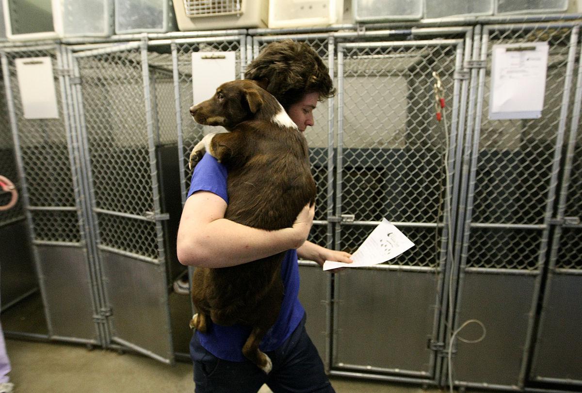 Animal Humane Society Rapid City Animal Humane Society Rapid City