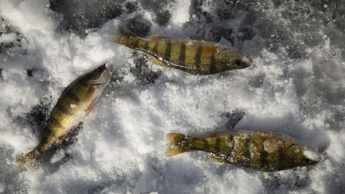 123120-icefishing-003.JPG