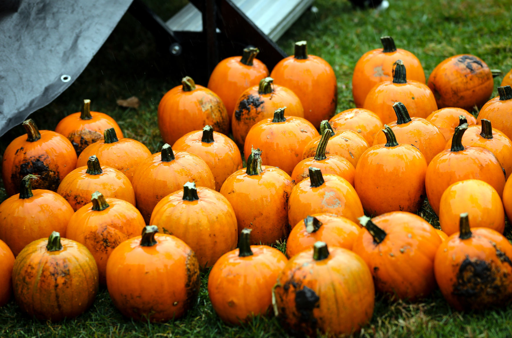 PHOTOS: Punkin Chunkin' Launches Great Downtown Pumpkin Festival ...