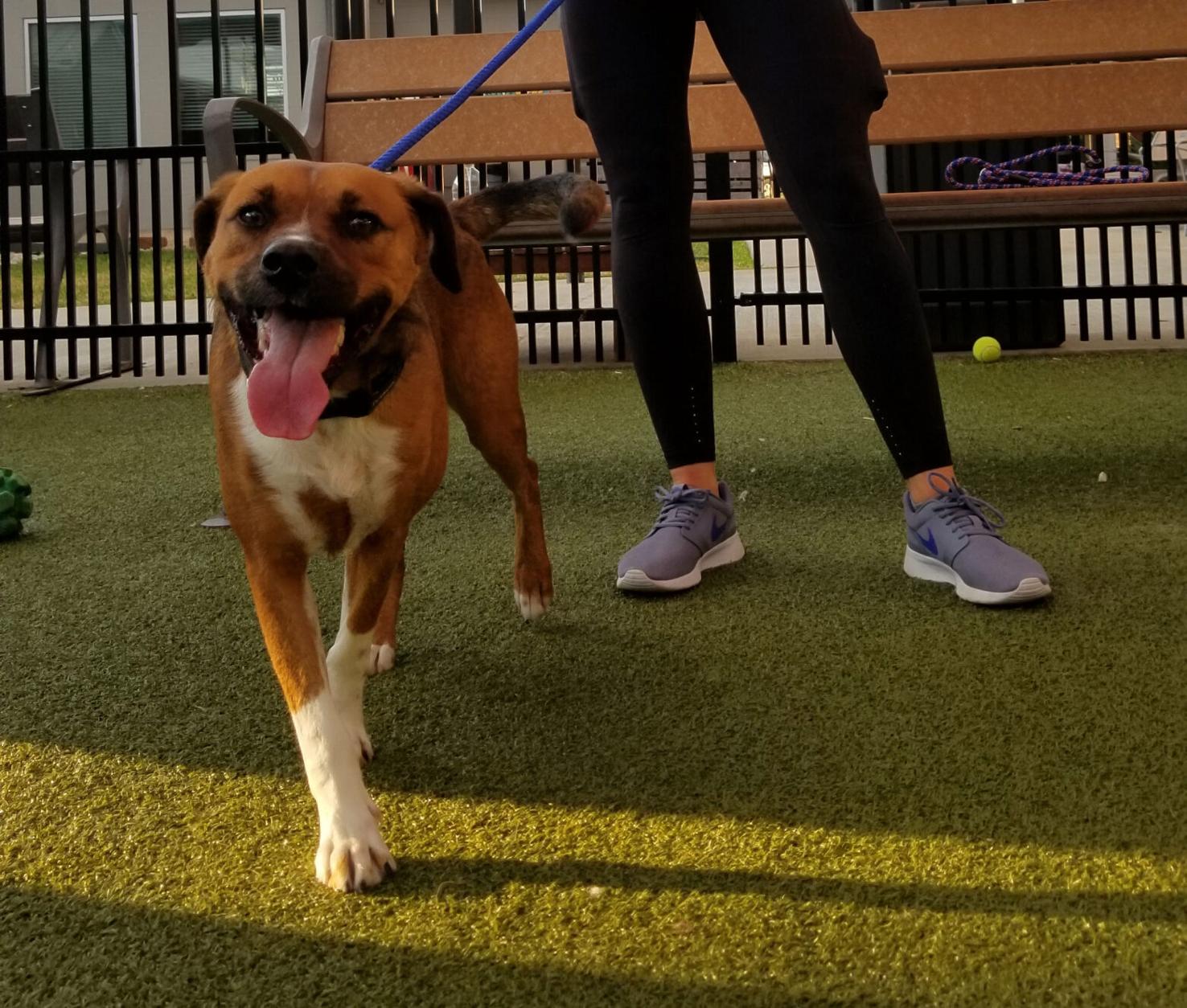 After 400+ days in Texas shelter, dog returned after one day with new(01)