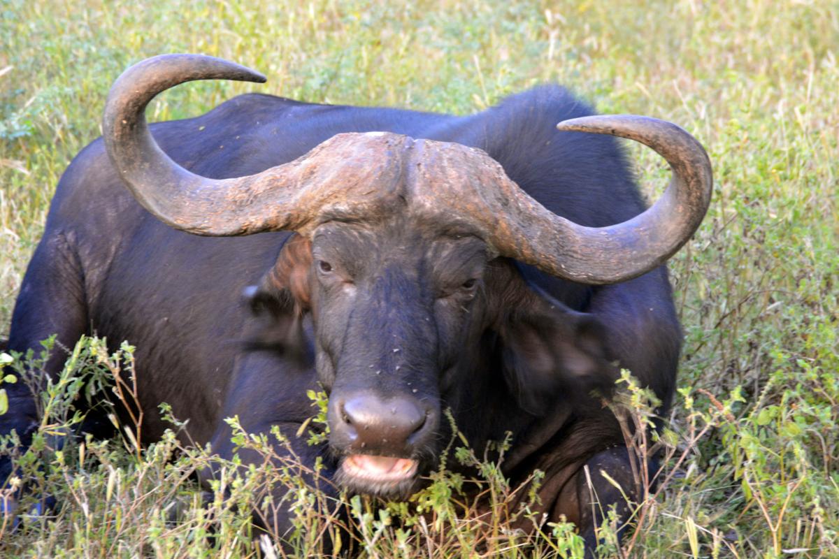 Water buffalo or bison? Legislation seeks clarity in food labeling | Local |