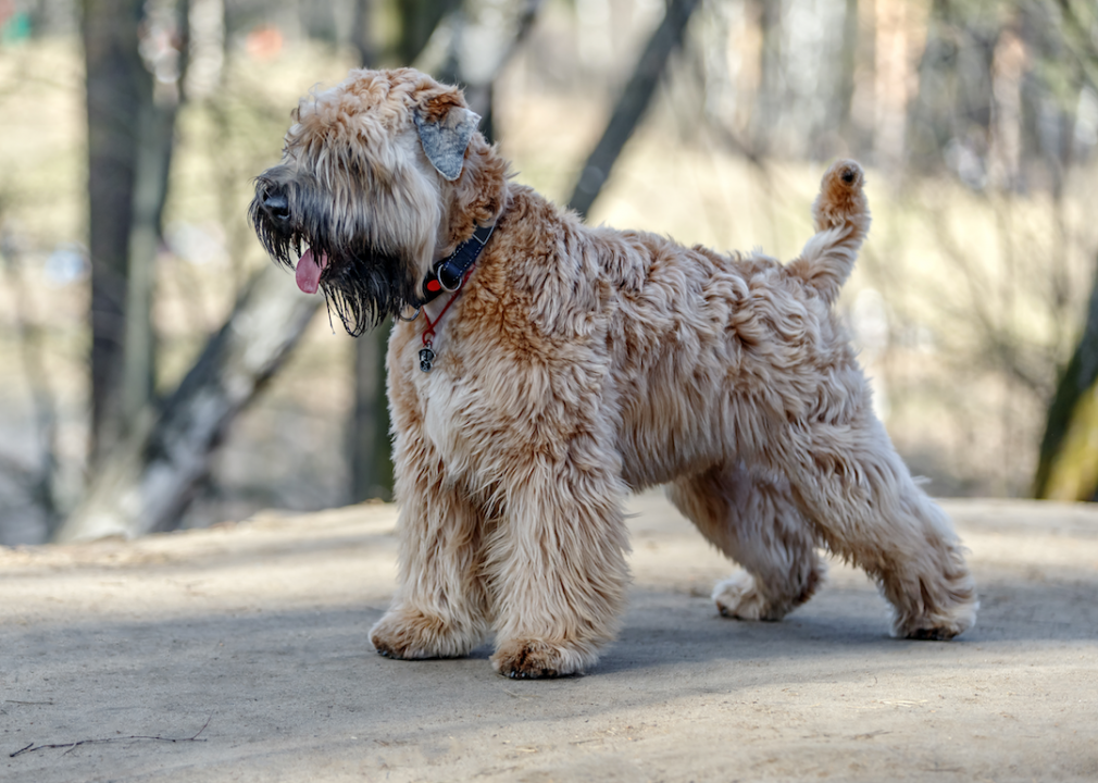 are skye terrier puppies lazy