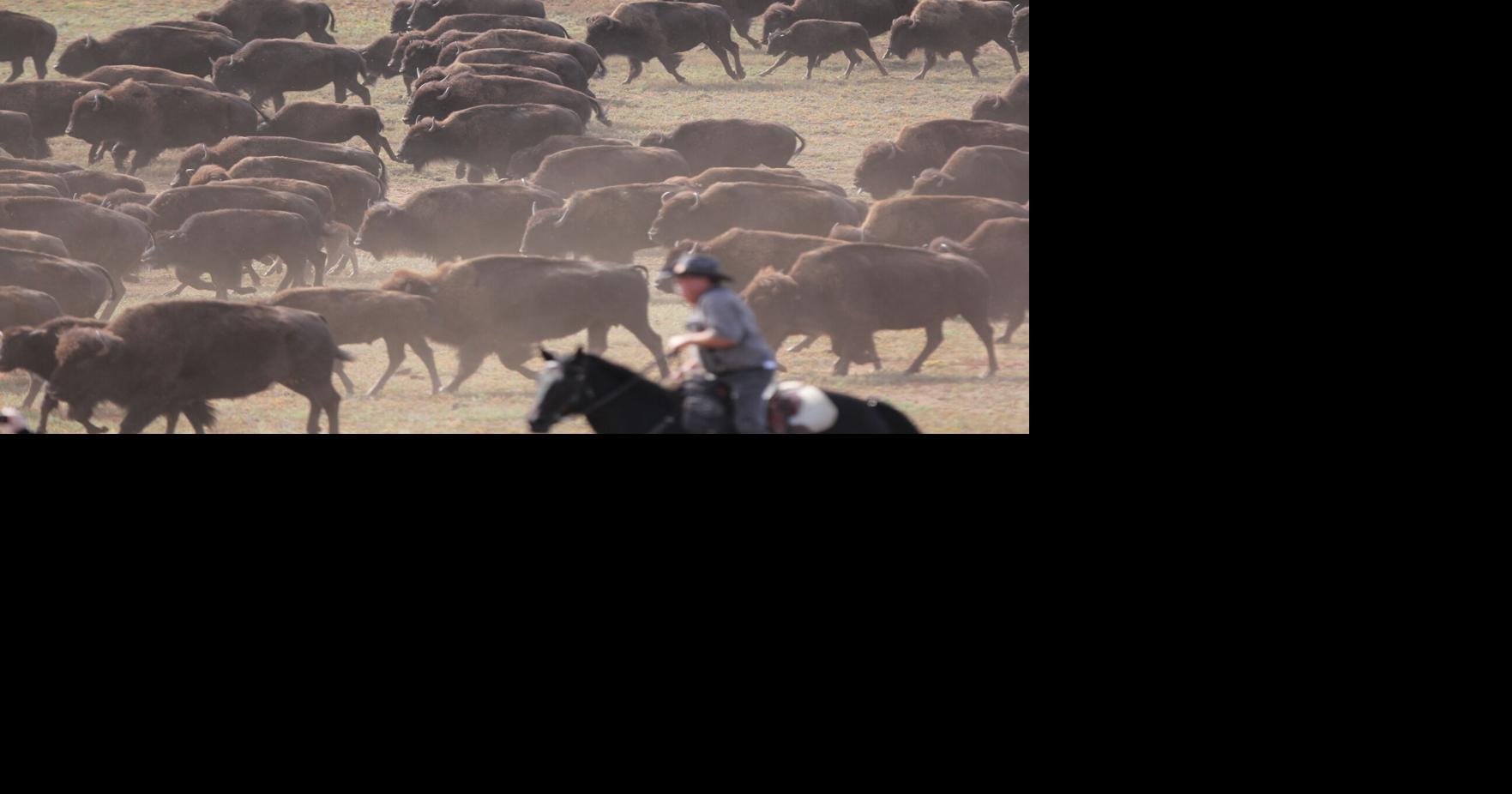 Thousands gather for 61st annual Buffalo Roundup