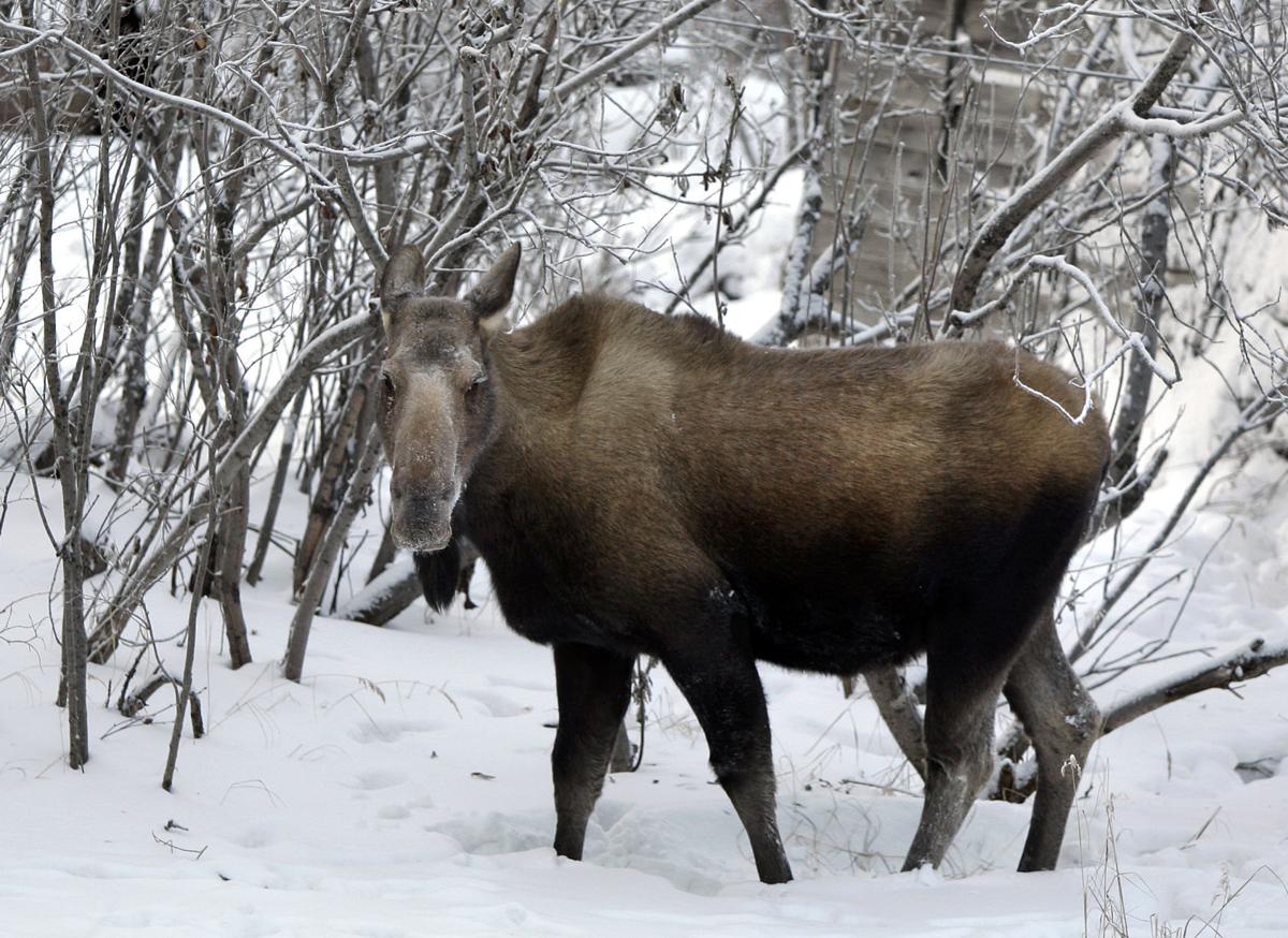 111216-nws-moose