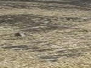 Green Socks News Rapidcityjournal Com