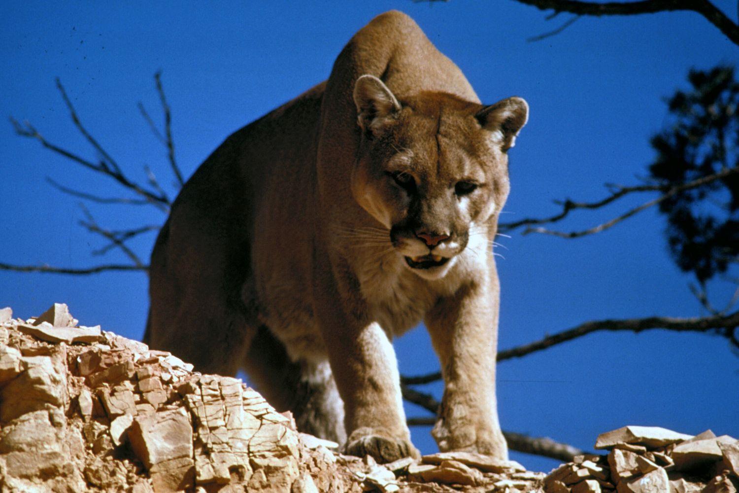 First confirmed female mountain lion in Missouri since 1994 News