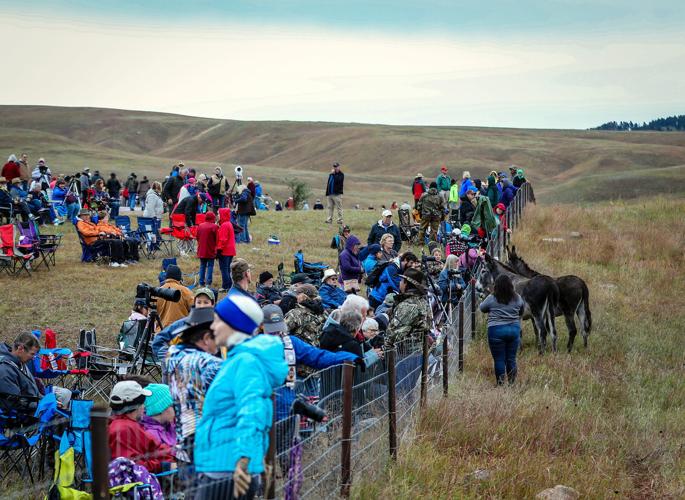 54th Annual Buffalo Roundup at Custer State Park