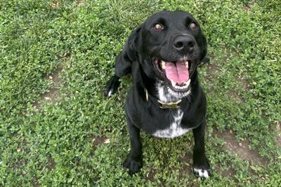 Blue River Pet Rescue, 6.2