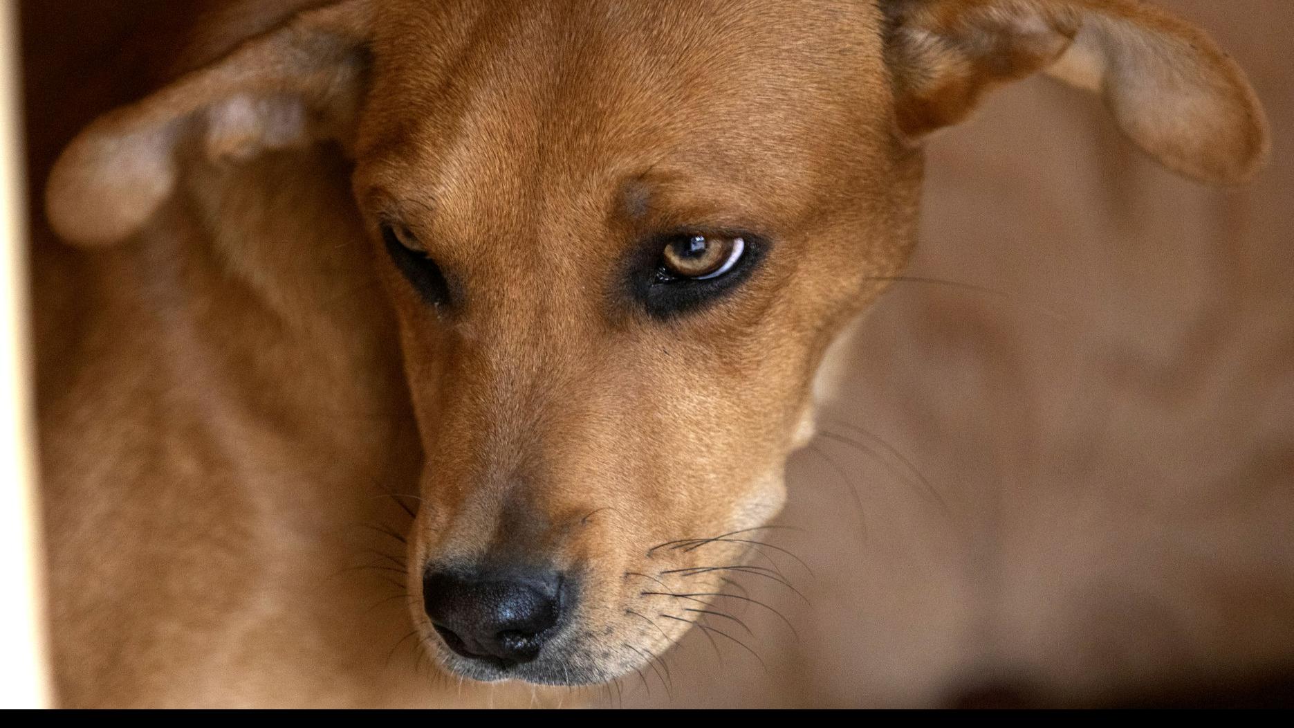 Court Records Detail Dog Abuse In Lawrence County Case Suspect Also Faces Rape Charge Crime Courts Rapidcityjournal Com