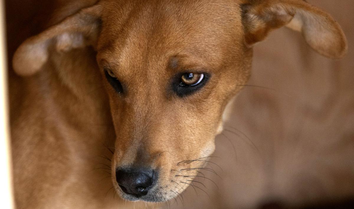 Dogs (copy)