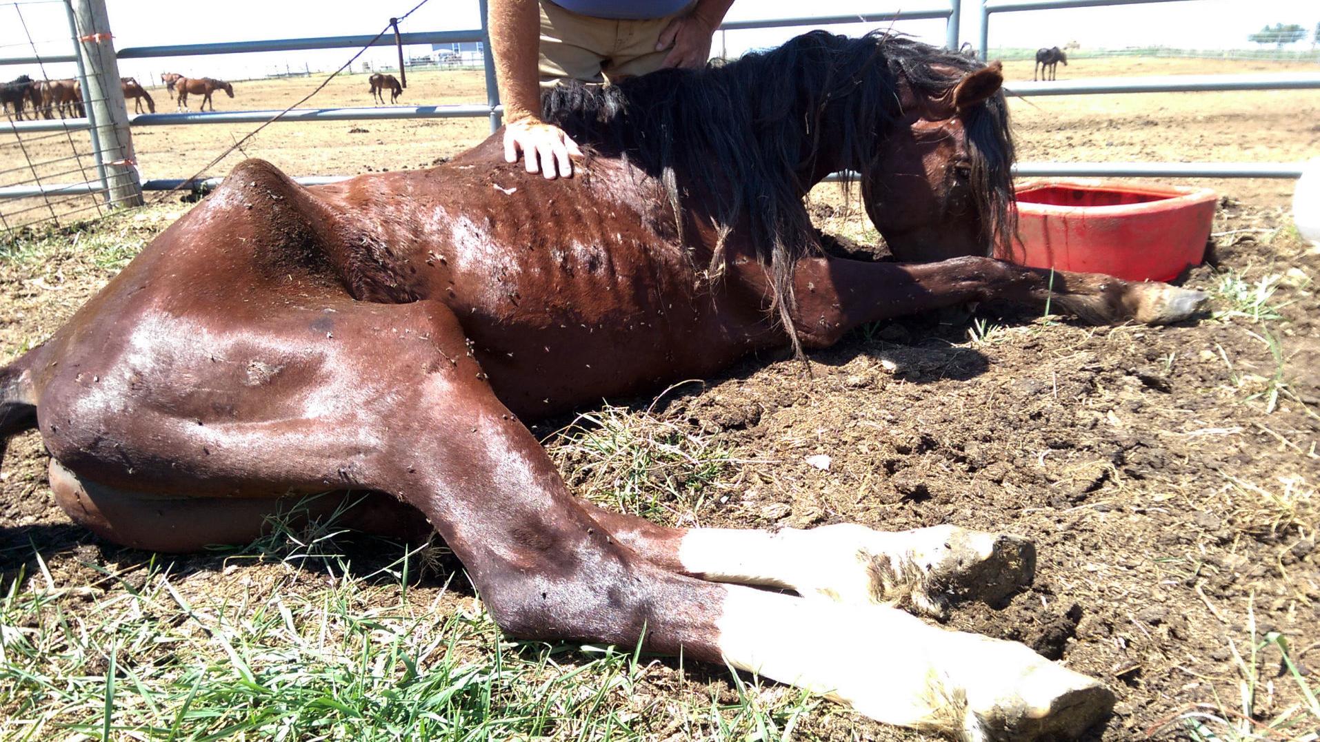 Employee 30 Wild Horses Died Of Starvation On South Dakota Ranch