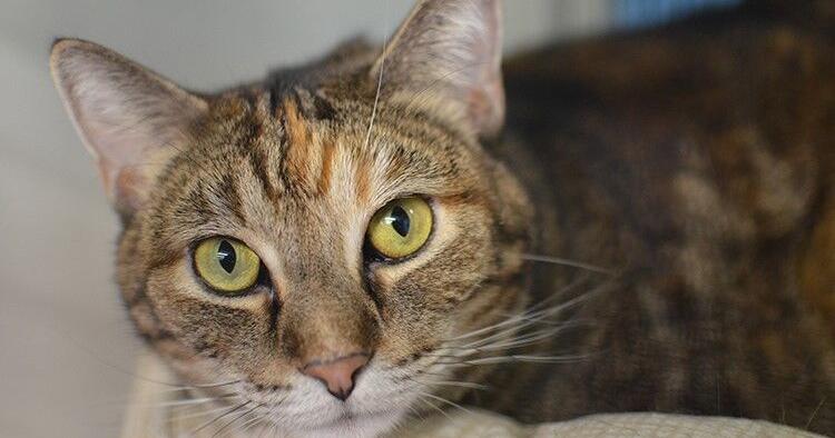 Pets for adoption in Rapid City