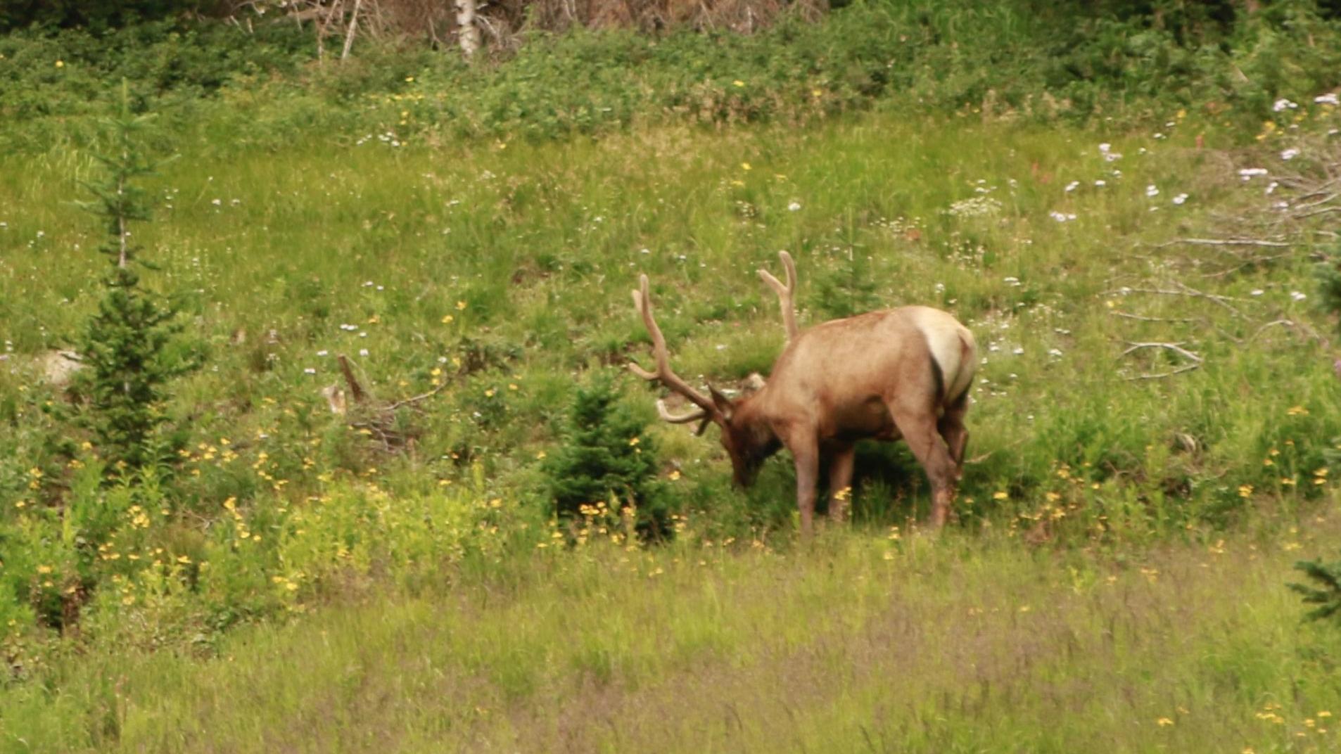 New Elk Hunting Season Proposed To Reduce Feed Loss And Property Damage On S D Prairies Local Rapidcityjournal Com