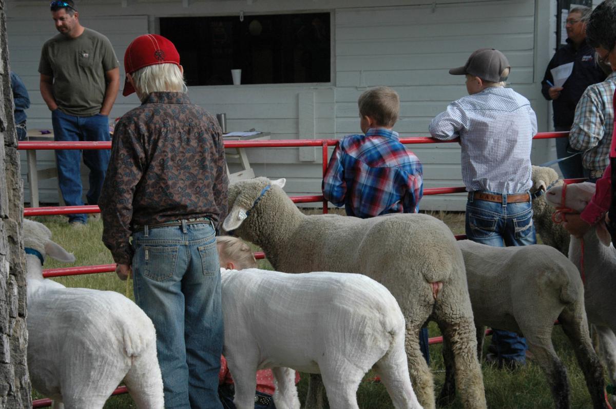 Butte/Lawrence County Fair Belle Fourche