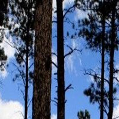 Will It Be Cabins Cars Or Under The Stars Black Hills Camping Offers Chance To Connect With Nature Go Outdoors Rapidcityjournal Com
