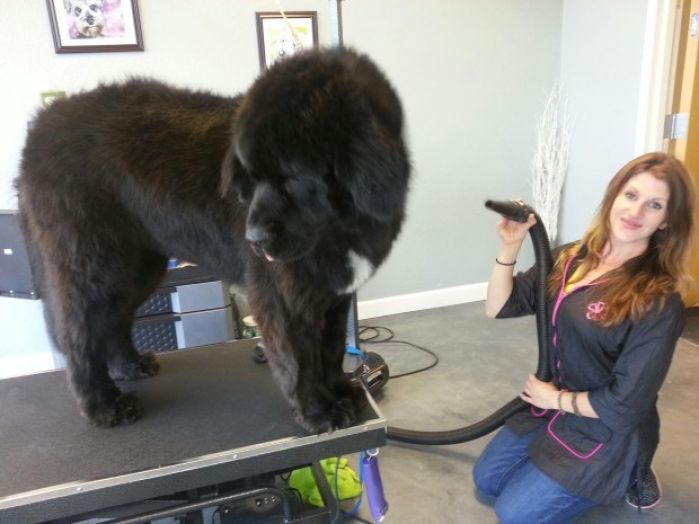 sheridans dog grooming