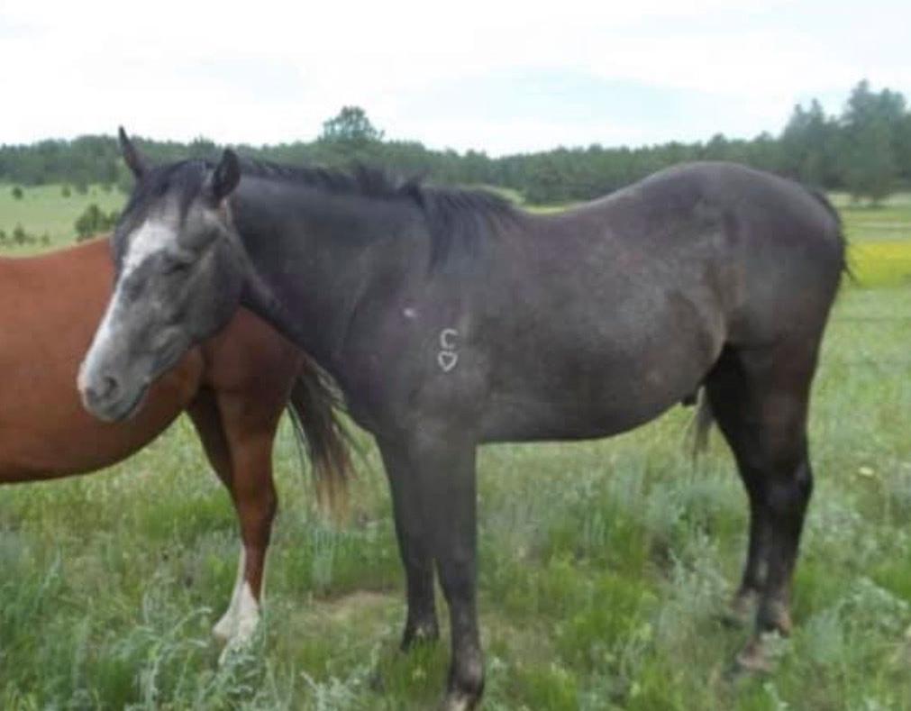 100319-nws-horse