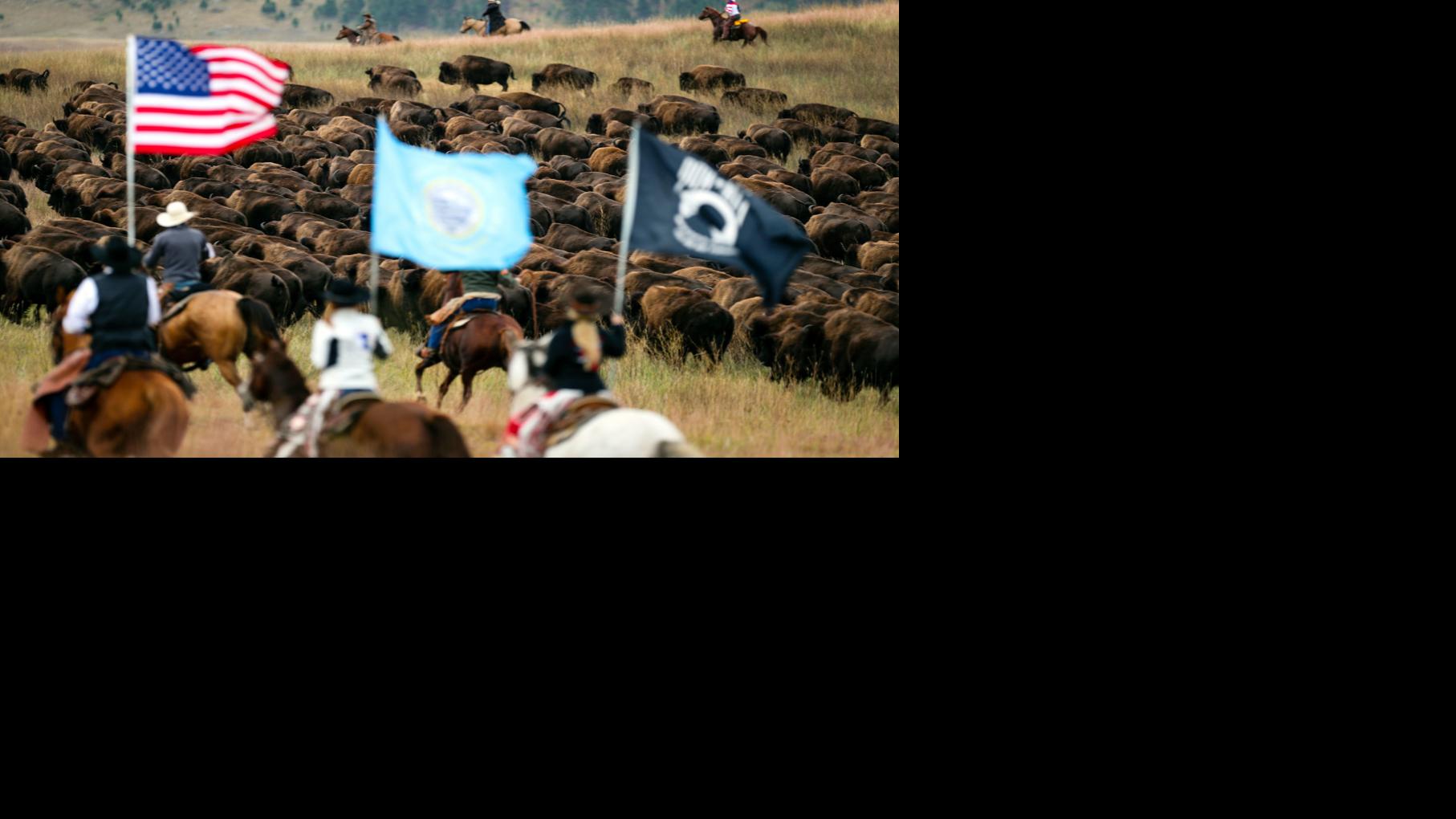 PHOTOS: 54th annual Buffalo Roundup at Custer State Park | News