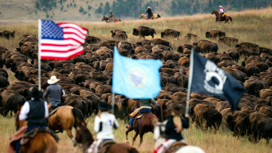 Photos: 54th annual buffalo roundup at custer state park PHOTOS: 54th annual Buffalo Roundup at Custer State Park | News
