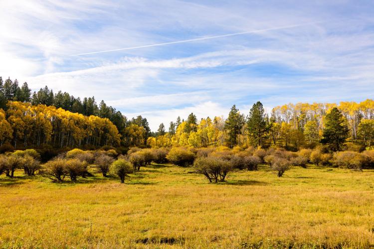 Aspen in Northern Hills on Gravel Road.jpg