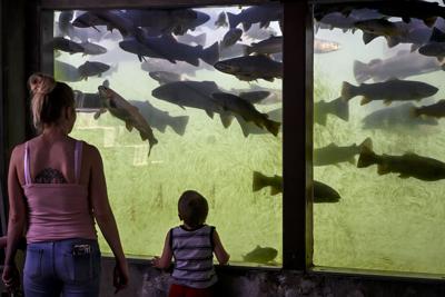 History flows at Spearfish's D.C. Booth Fish Hatchery