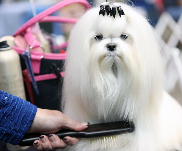 Rapid City Kennel Club hold dog shows Attractions