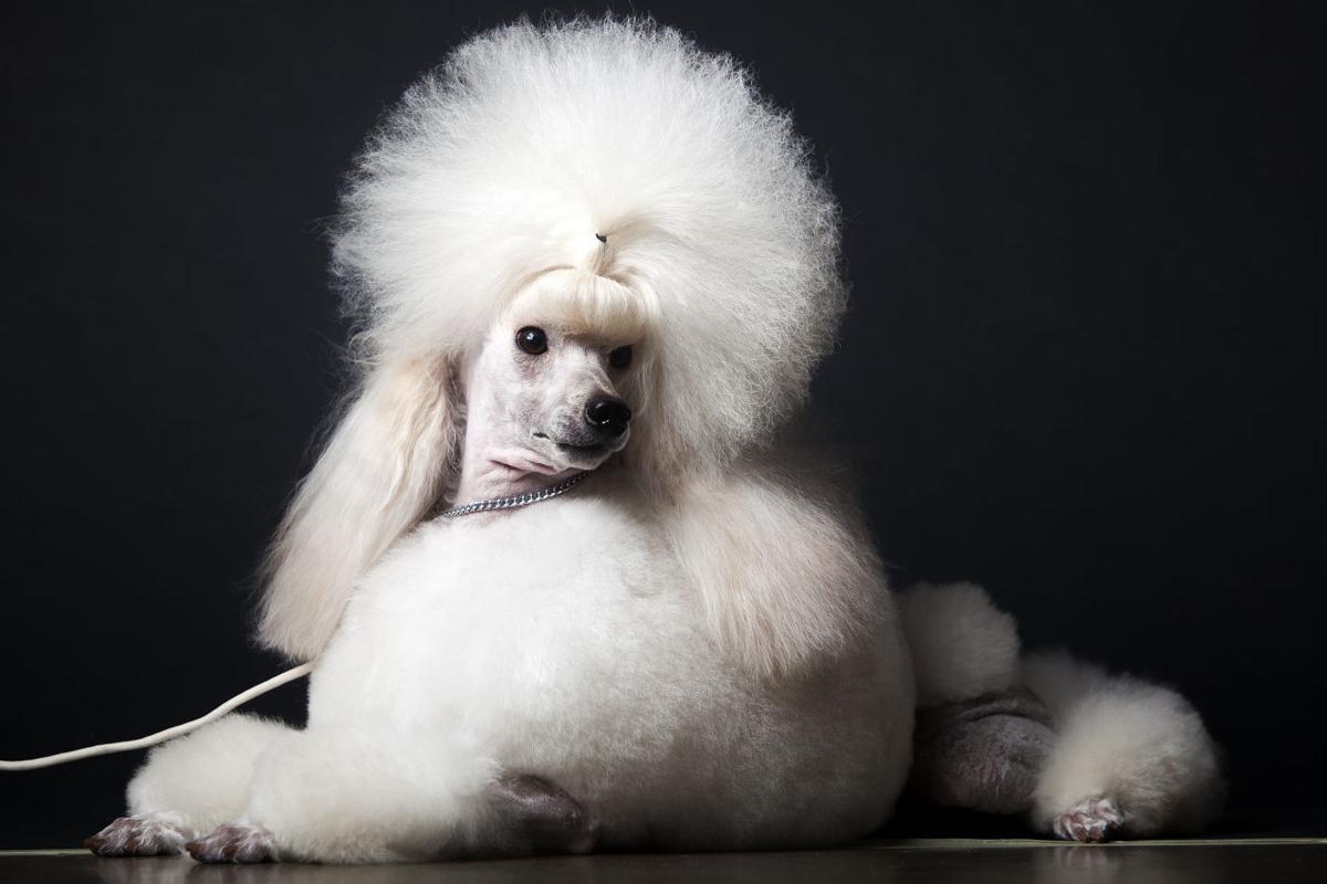Portraits from the Rapid City Kennel Club Dog Show