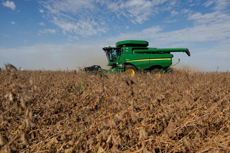 100125-soybeans-nf-08