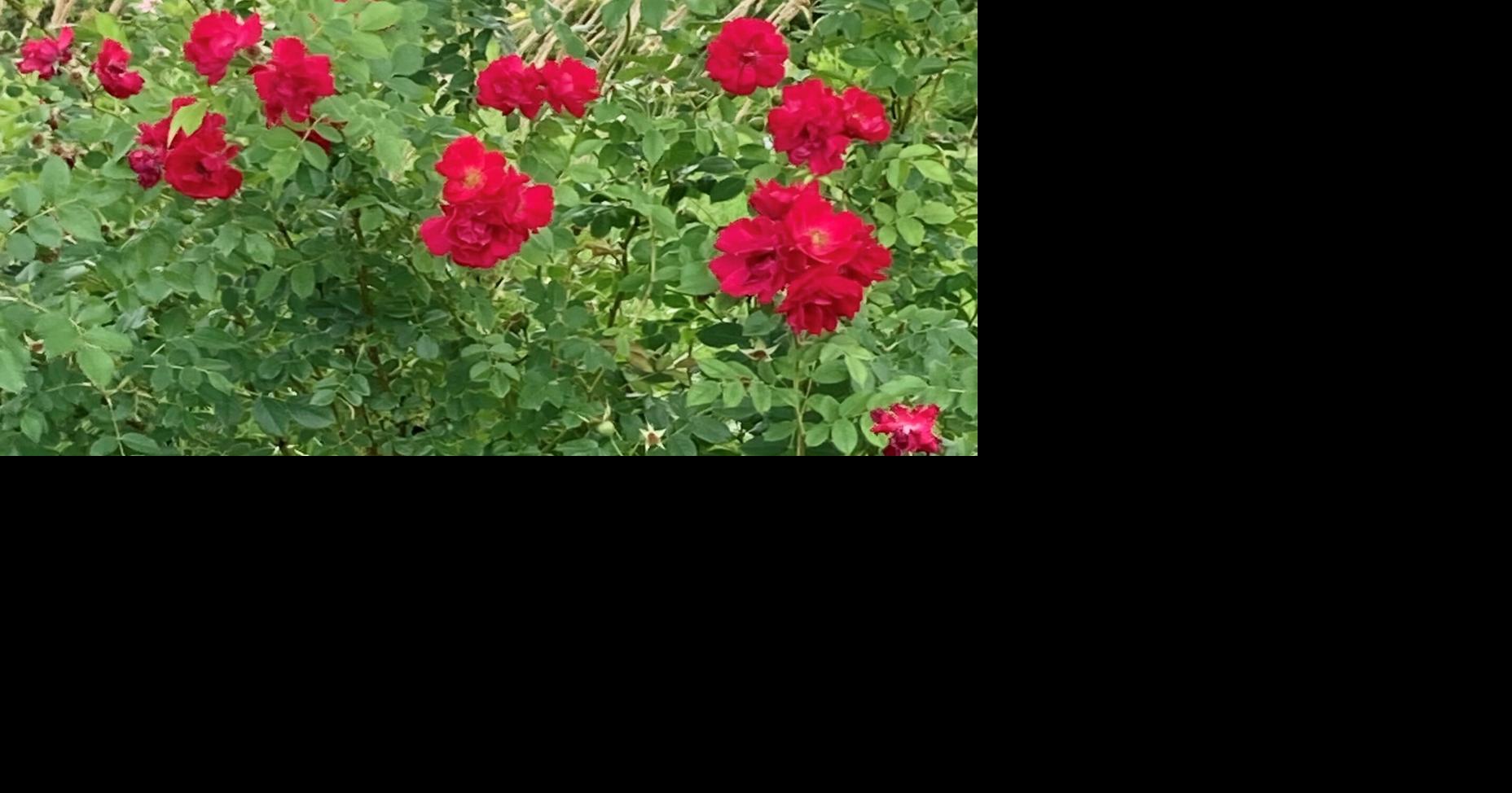Perplexing plant problems? SDSU Extension Garden Hotline here to help